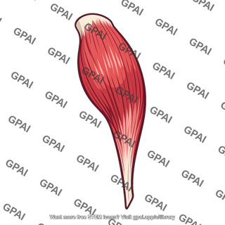 Gastrocnemius muscle lateral head