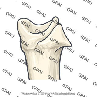 Coronoid process