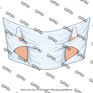 Investing layer of deep cervical fascia