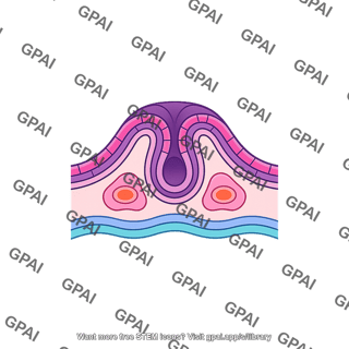 Neural tube development stage 5
