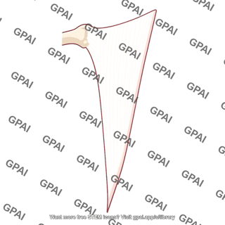 Medial intermuscular septum