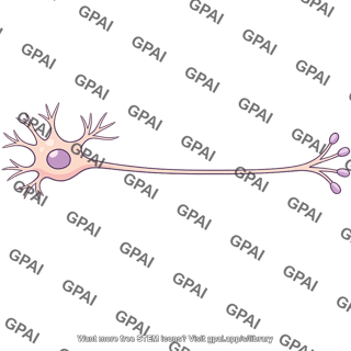 Multipolar neuron