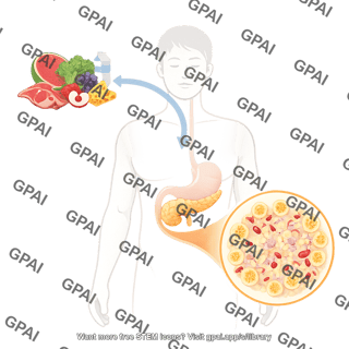 Food consumption and metabolic responses with pancreas and i