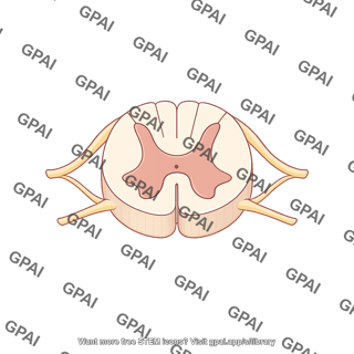 Spinal cord cross section c5 2 270