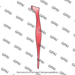 Salpingopharyngeus muscle