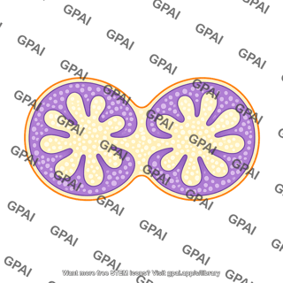 Thymus lobule cross section