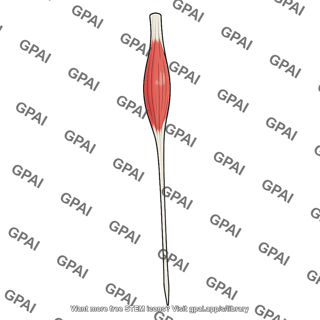 Extensor indicis muscle