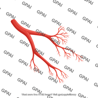 Coronary vessels branching
