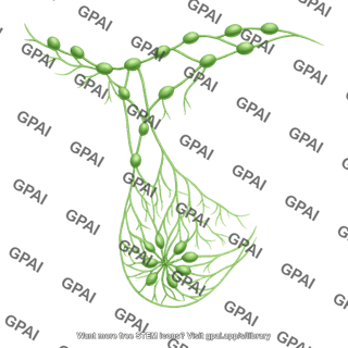 Breast lymphatics 806