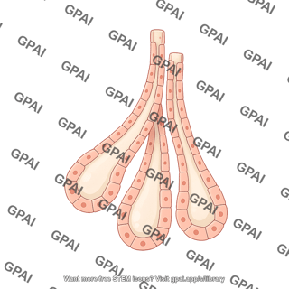 Bowman s gland