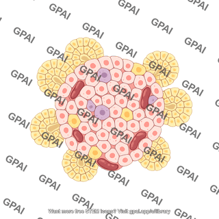 Pancreatic islet with acini 01