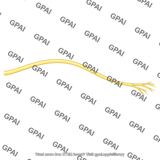 Genital branch of genitofemoral nerve