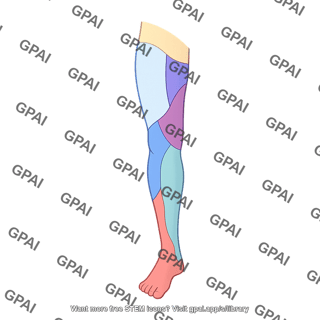 Lower limb dermatomes anterior leg