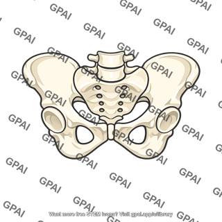 Pelvic girdle