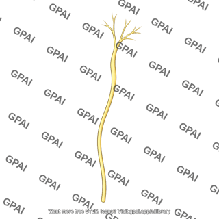 Third occipital nerve