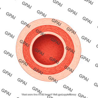 Vessel cross section muscular artery adventitia