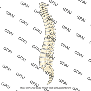 Vertebral column lateral