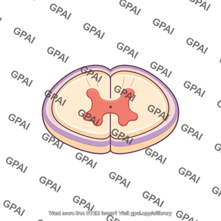 Spinal cord lateral no nerves 963