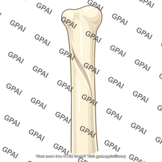 Radial groove of humerus
