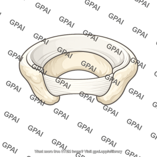 Transverse acetabular ligament