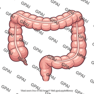 Large intestine