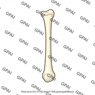 Metacarpal iv