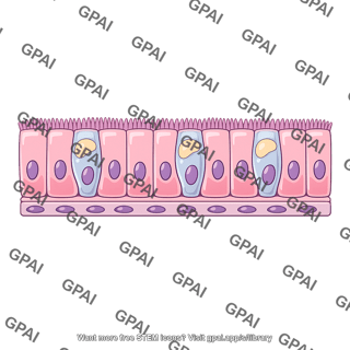 Respiratory epithelium