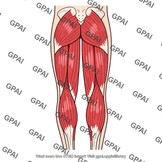 Posterior lower limb muscles