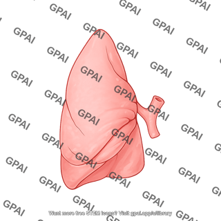 Lung left collapsed 836