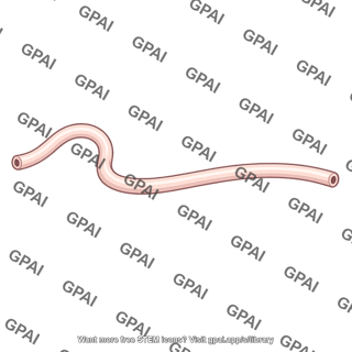 Ductus deferens