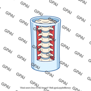 Prevertebral layer of deep cervical fascia
