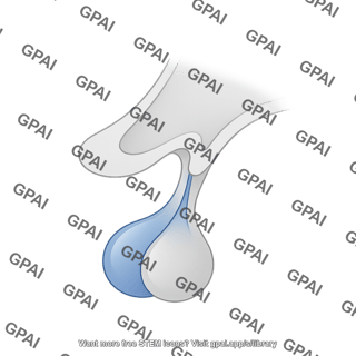 Anterior pituitary gland human
