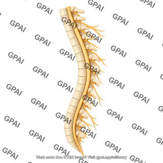 Spinal cord lateral with vertebrae