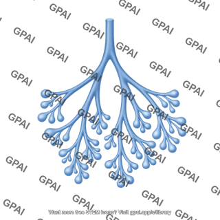 Lung development 2 pseudoglandular