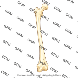 Femur lateral 540
