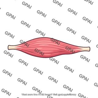 Skeletal muscle