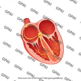 Cardiac conduction system 177