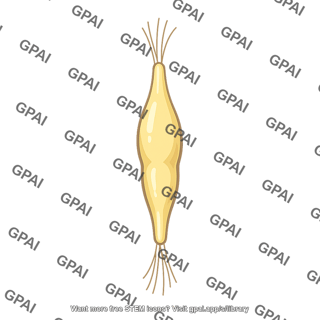Superior cervical ganglion