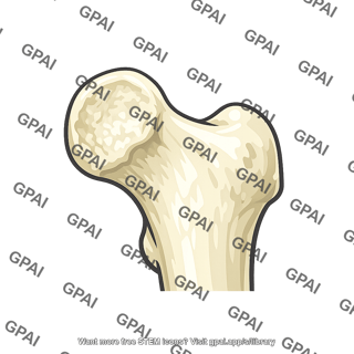 Proximal femur