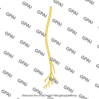 Phrenic nerve left
