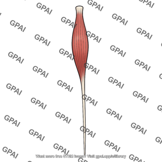 Extensor digiti minimi muscle