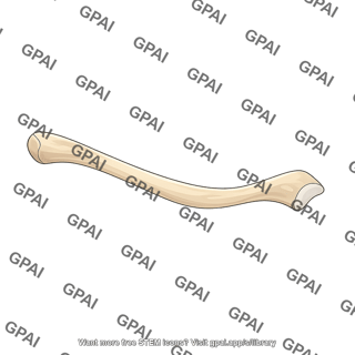 Clavicle anterior