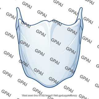 Thyroid cartilage