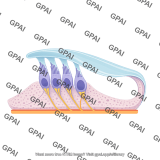 Organ of corti 02