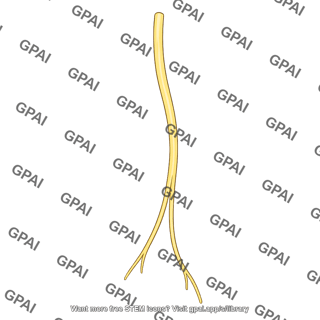 Genitofemoral nerve