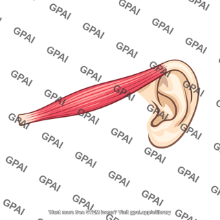 Extrinsic auricular muscle