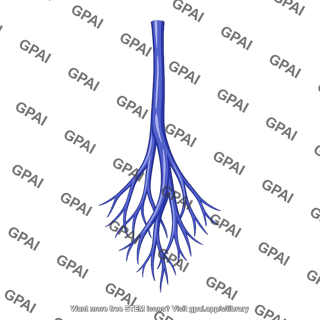 Superior rectal vein