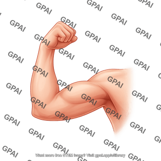 Arm flexed anterior 2