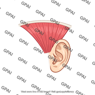 Superior auricular