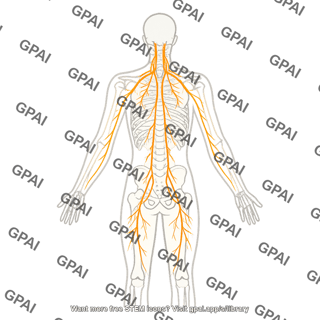 Vagus nerve on nervous system